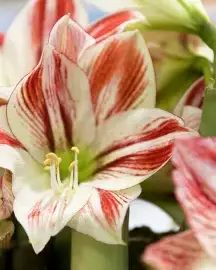 Amaryllis