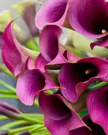 Calla