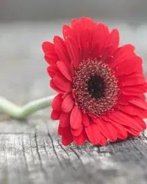 Gerbera