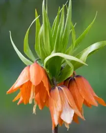 Kaiserkrone