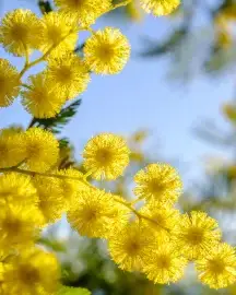Mimose
