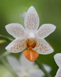 Orchidee