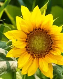 Sonnenblume