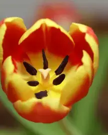 Tulpe